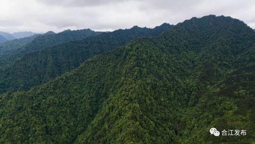 大山的守护,大山的忠诚卫士