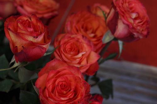 九爷的小玫瑰又野又撩,一场撩动心弦的狂野爱恋